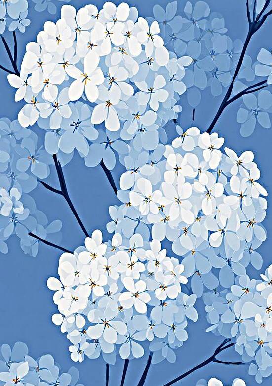 White Hydrangea Blossoms on Blue by Matthias Hauser