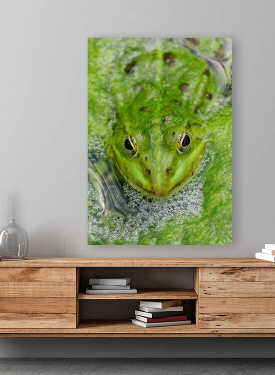 Green Frog by Matthias Hauser
