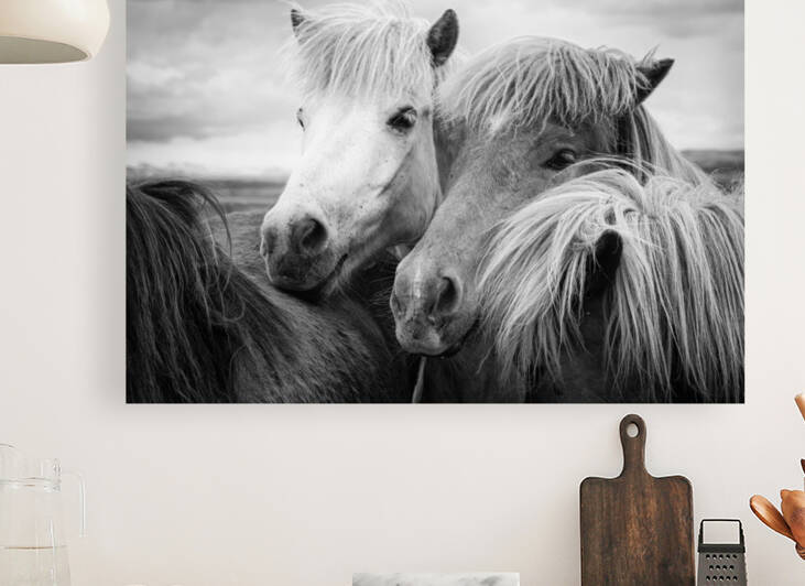 Two icelandic horses black and white by Matthias Hauser
