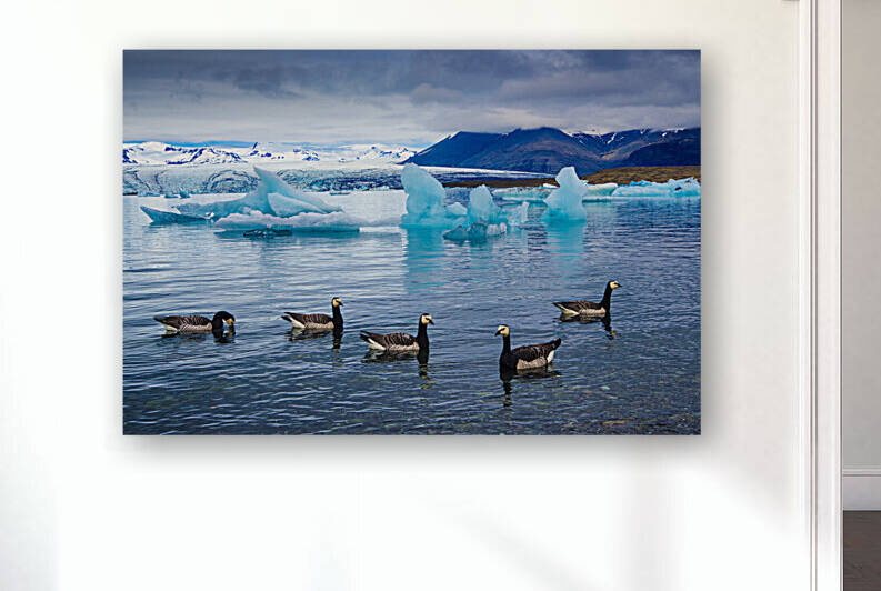Barnacle geese in glacier lagoon in Iceland by Matthias Hauser