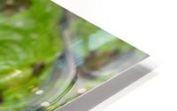 Green Frog HD Metal print