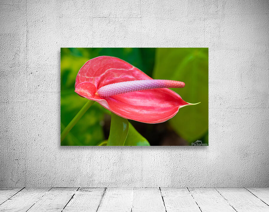 Flamingo Flower in Bloom Wall Preview