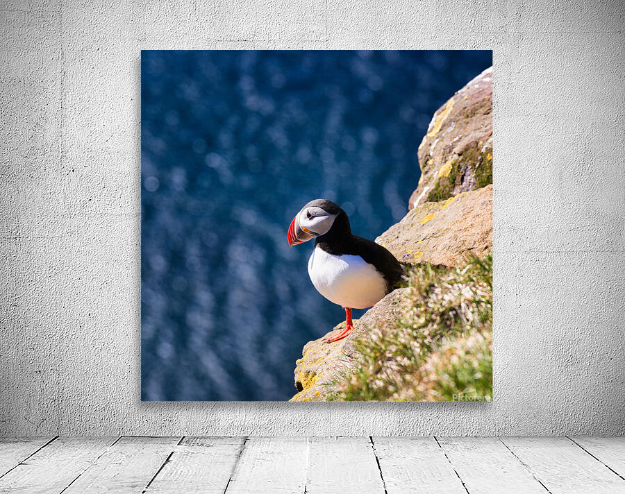 Puffin bird in Iceland Wall Preview
