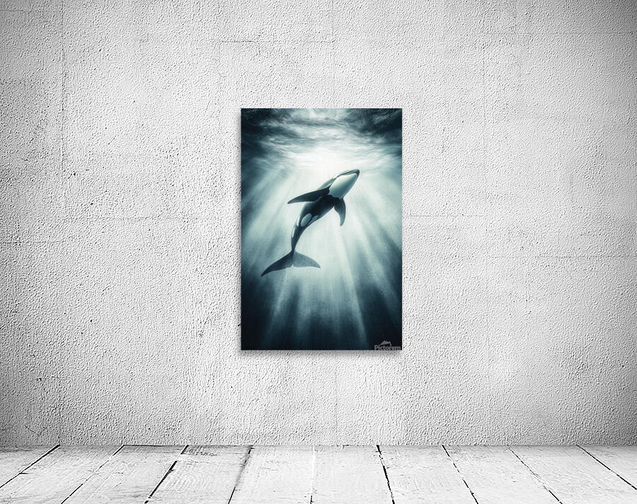Orca Grace Wall Preview