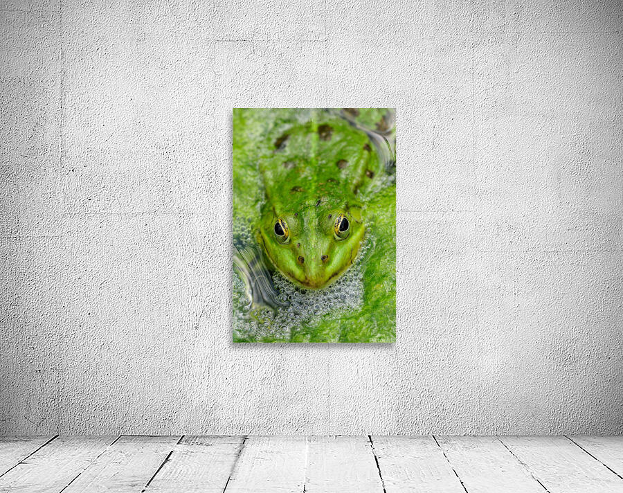 Green Frog Wall Preview