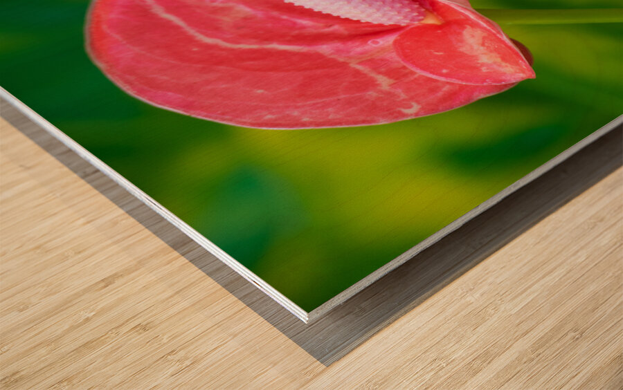 Flamingo Flower in Bloom Wood print