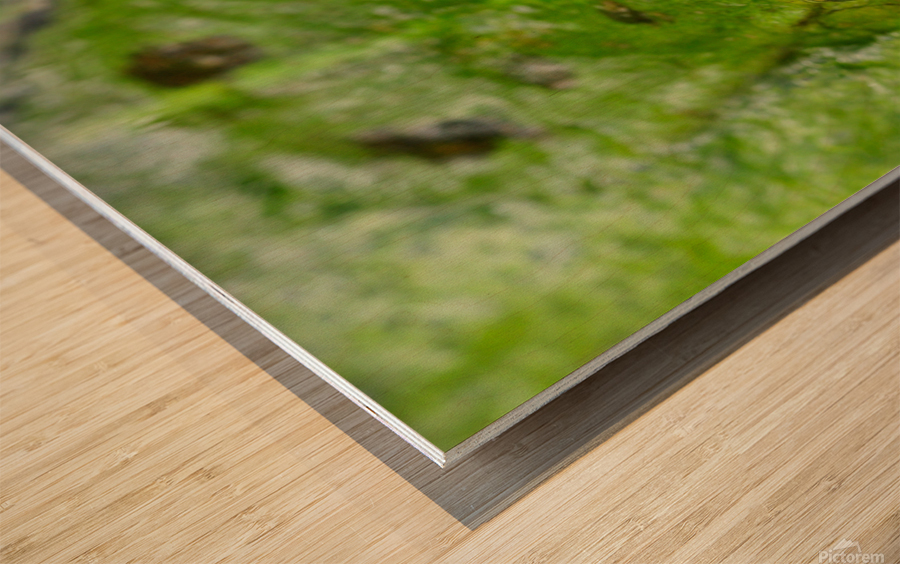 Green Frog Wood print