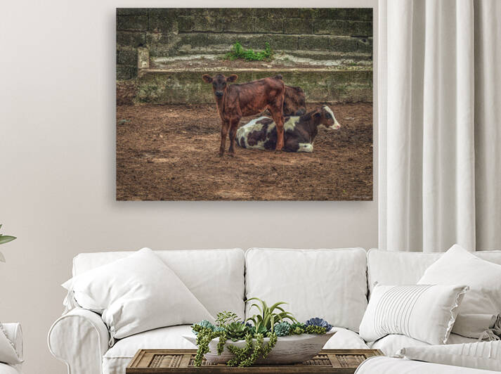 Two young calves in the corral by Marco Sales