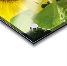 Sunflower Acrylic print