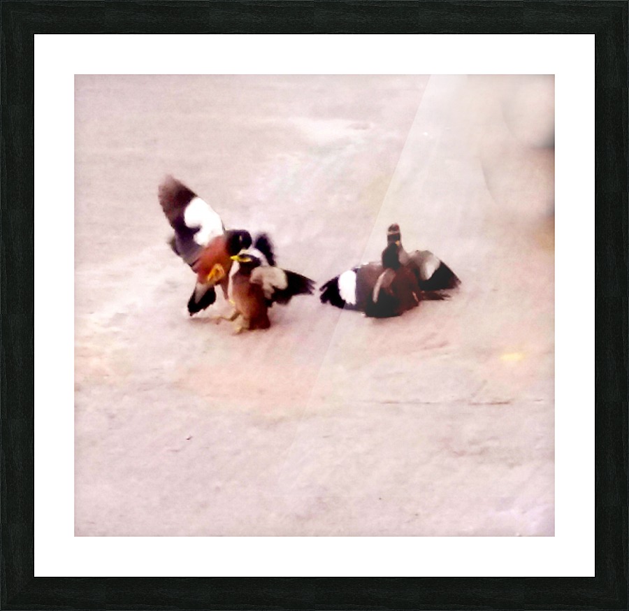 Mynahs fighting Picture Frame print