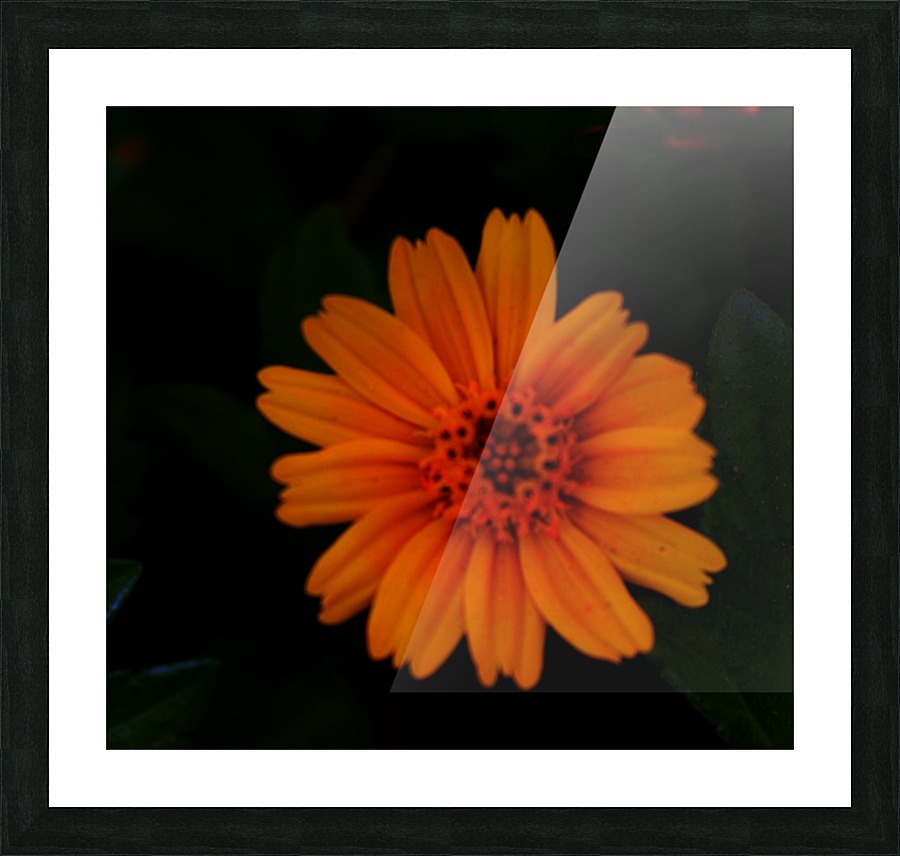 Soft flower Picture Frame print