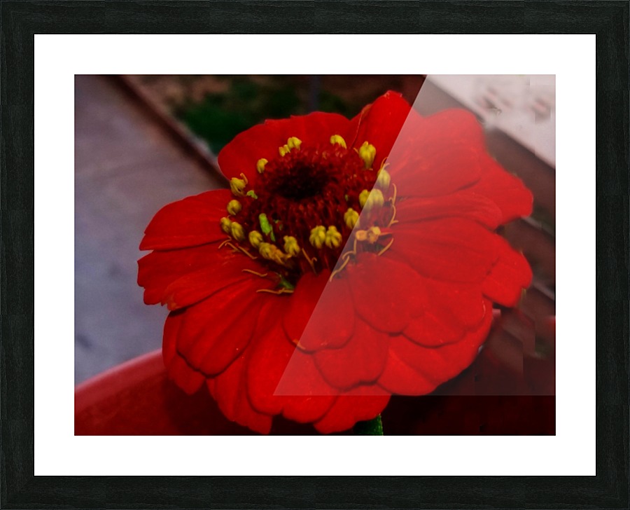 Red Daisy Picture Frame print