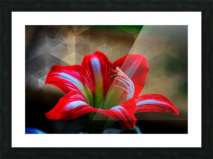 Red lily Picture Frame print