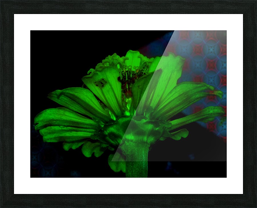 Green daisy Picture Frame print