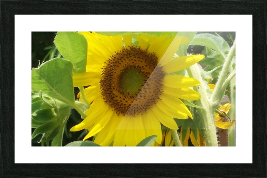 Sunflower Picture Frame print