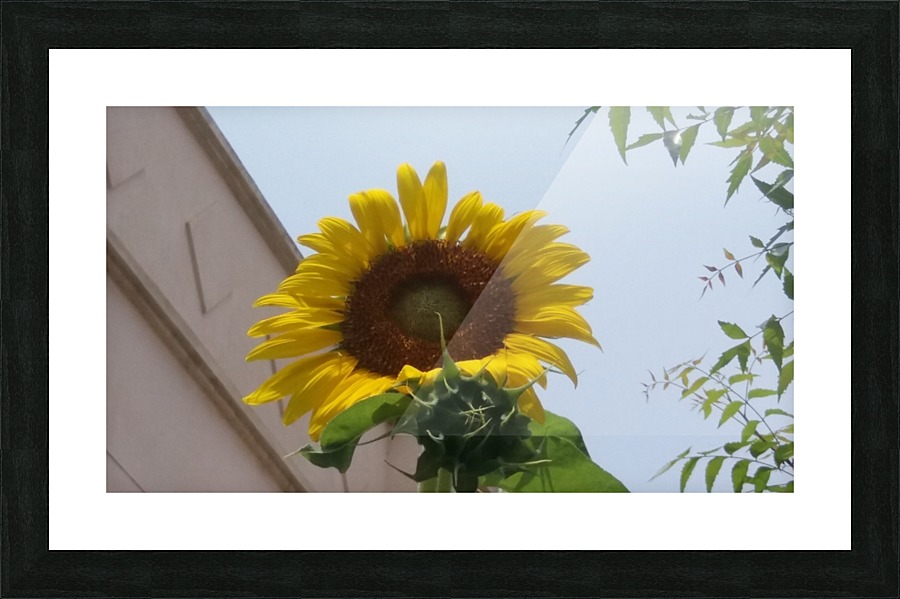 Sunflower1 Picture Frame print