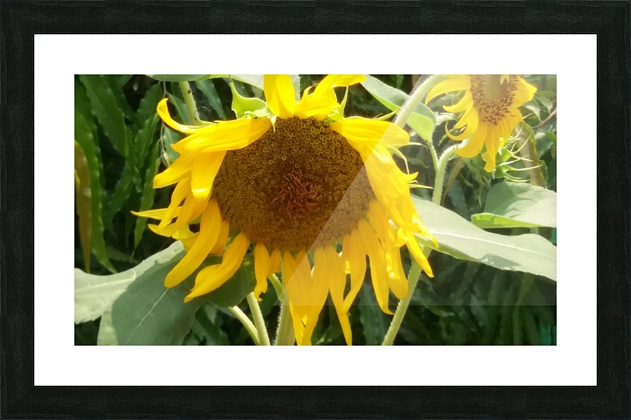 Sunflower2 Picture Frame print