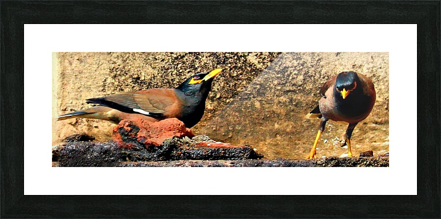 Mynas Picture Frame print