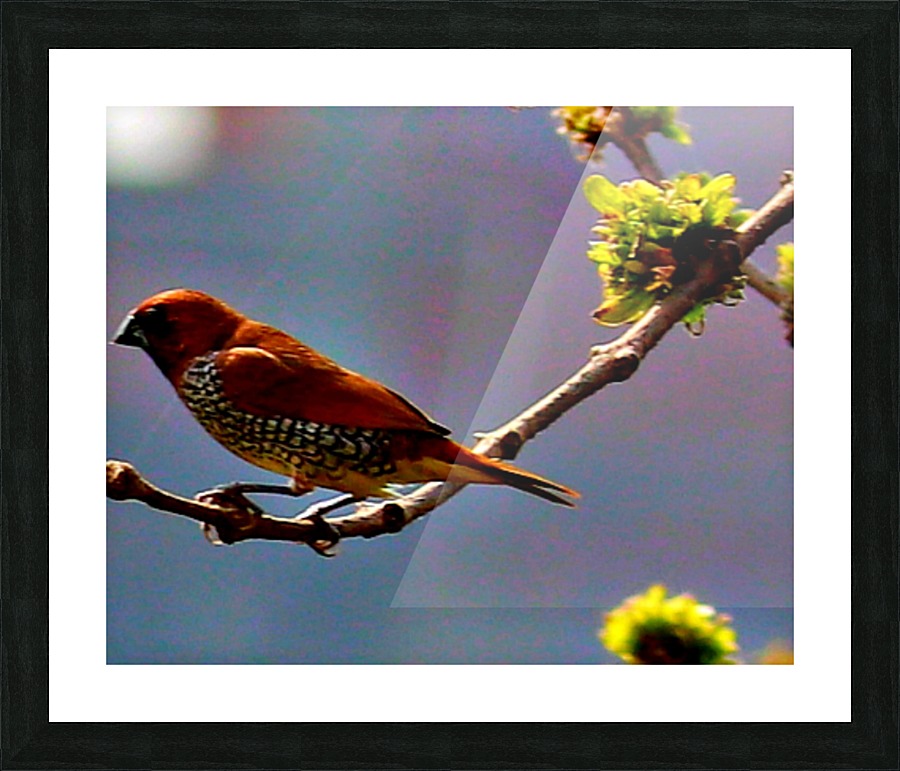 Bird1 Picture Frame print