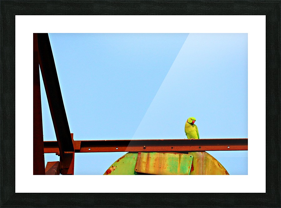 Bird 3 Picture Frame print