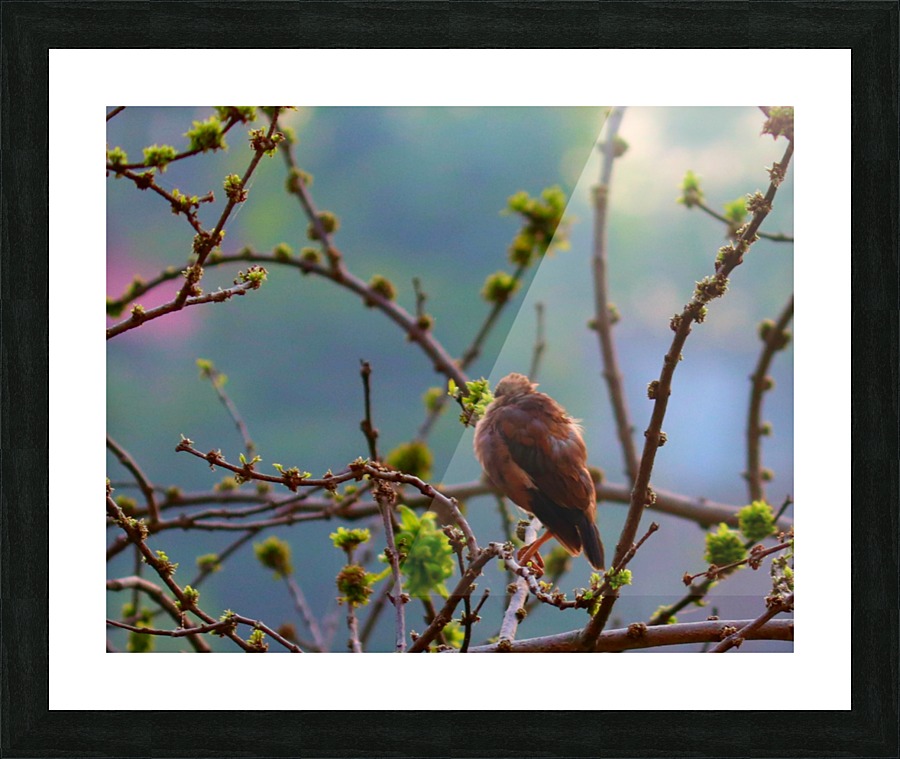 Beauty from back Picture Frame print