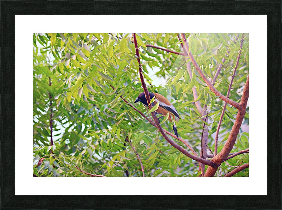Yellow bird Picture Frame print