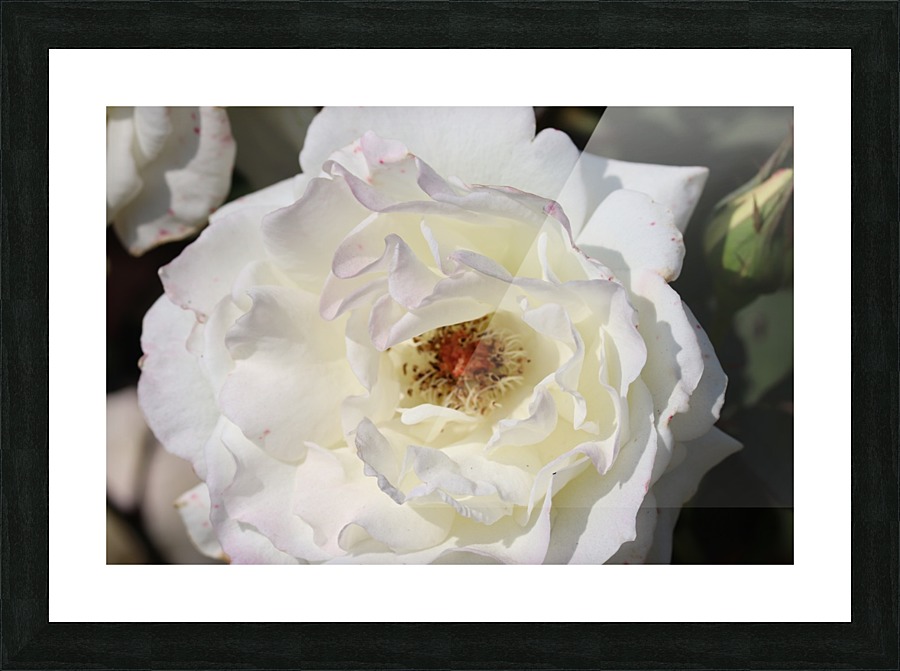White Rose Picture Frame print
