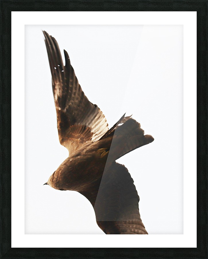 Flying bird Picture Frame print
