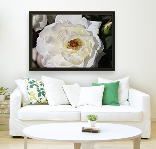 White Rose Reproduction