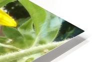 Sunflower HD Metal print