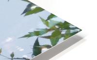 Sunflower1 HD Metal print