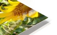 Sunflower2 HD Metal print