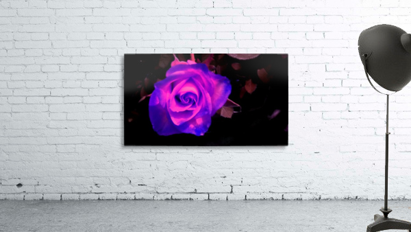 Purple Rose Wall Preview