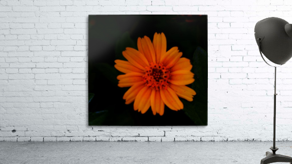 Soft flower Wall Preview