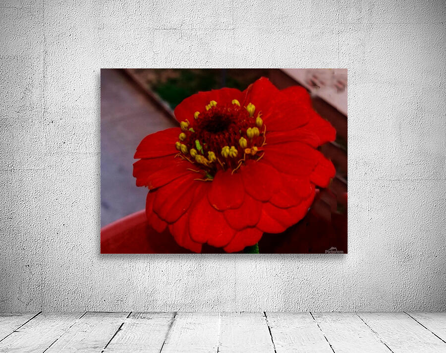 Red Daisy Wall Preview