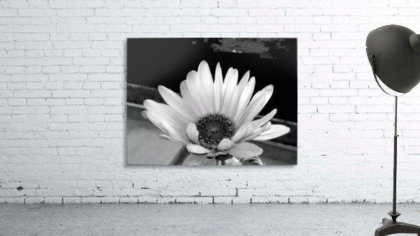 Beauty Wall Preview