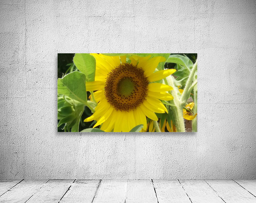 Sunflower Wall Preview