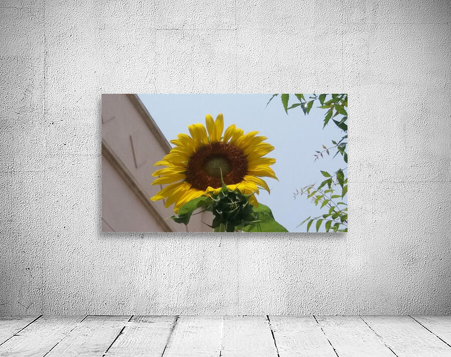 Sunflower1 Wall Preview
