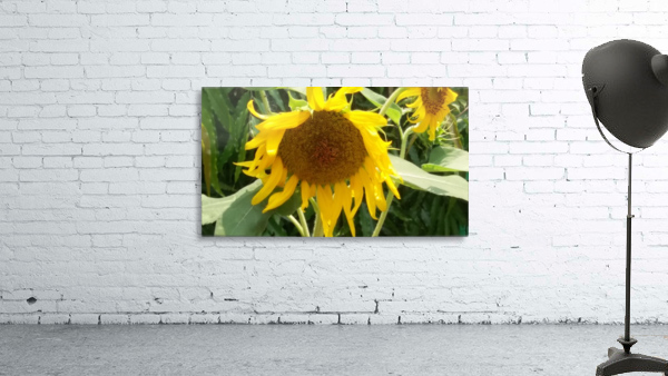 Sunflower2 Wall Preview