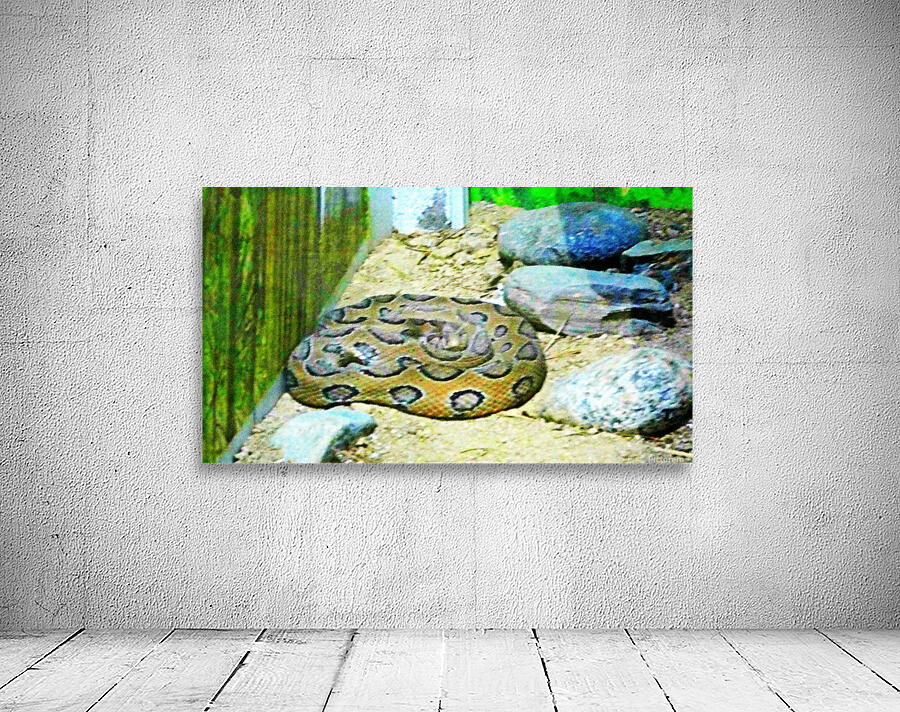 Python Wall Preview
