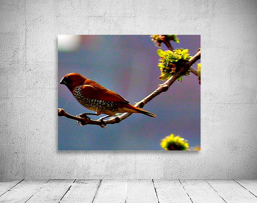 Bird1 Wall Preview