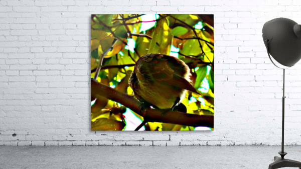 Bird 2 Wall Preview