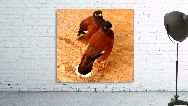 Duo Mynas Wall Preview