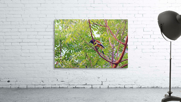 Yellow bird Wall Preview
