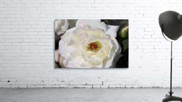 White Rose Wall Preview