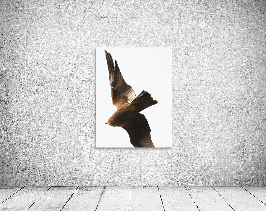 Flying bird Wall Preview