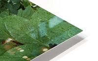 Flowers HD Metal print