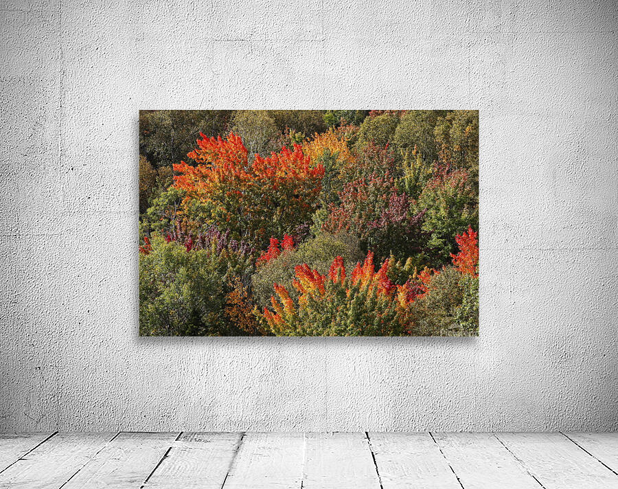 Autumn Wall Preview