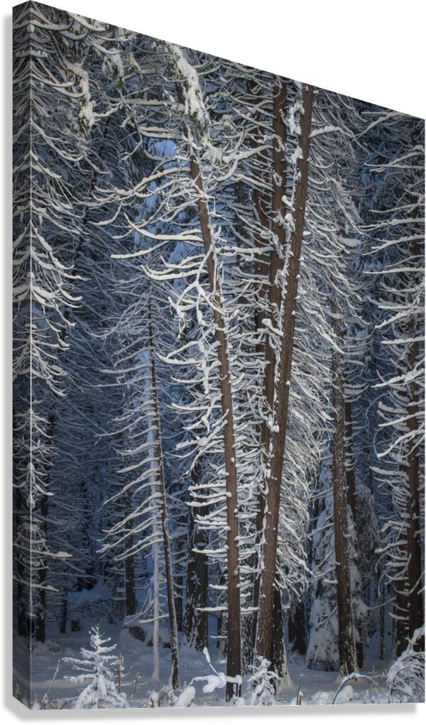 Quintessence 1 Canvas Print