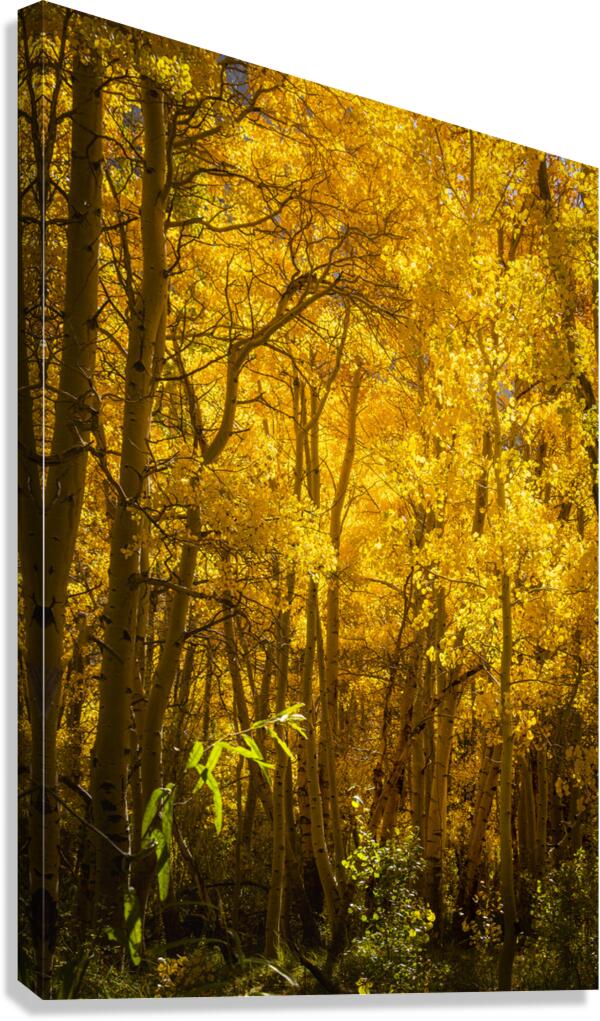 Autumn Glow Canvas Print